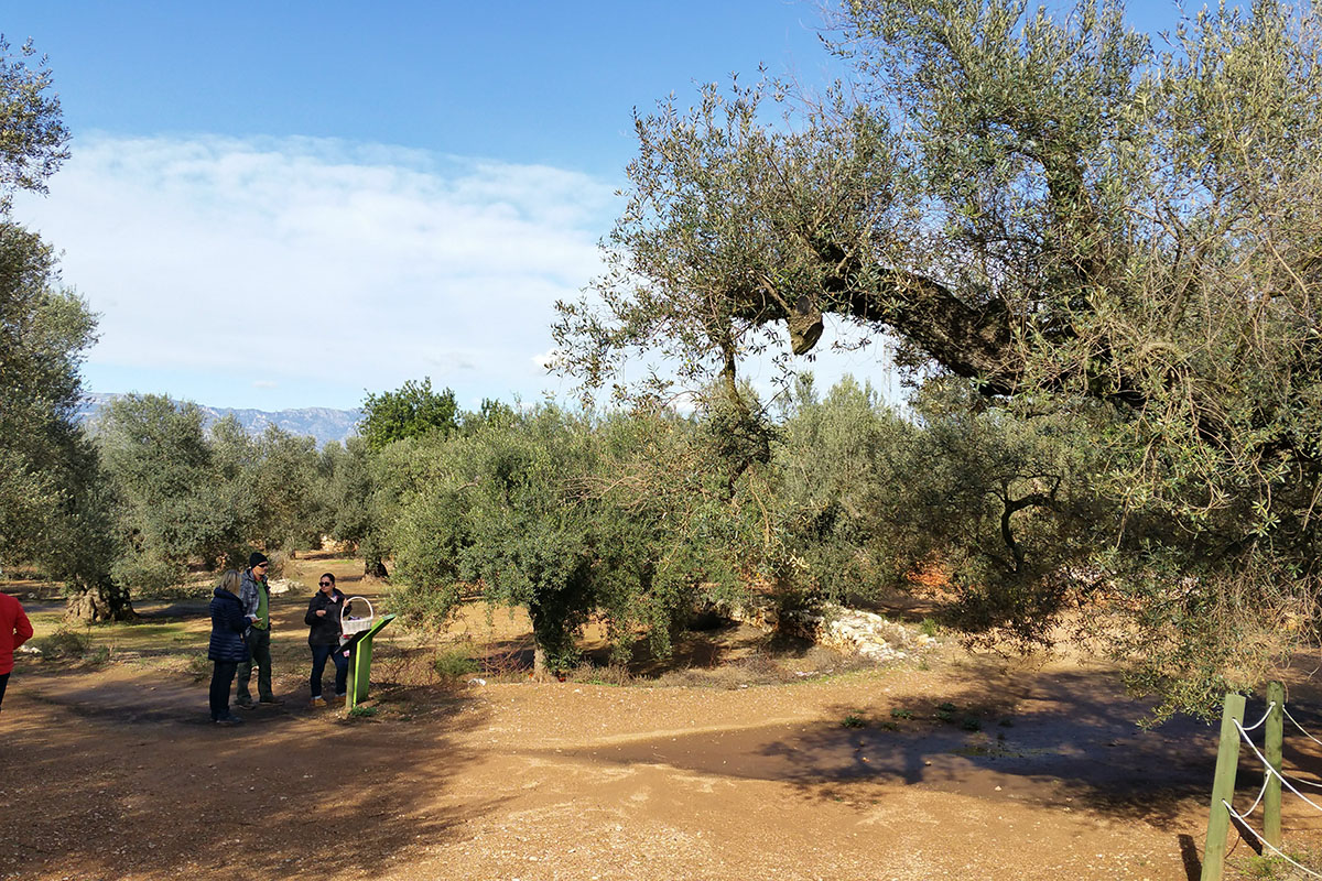 Ruta de les Oliveres Mil·lenàries Maestrat.