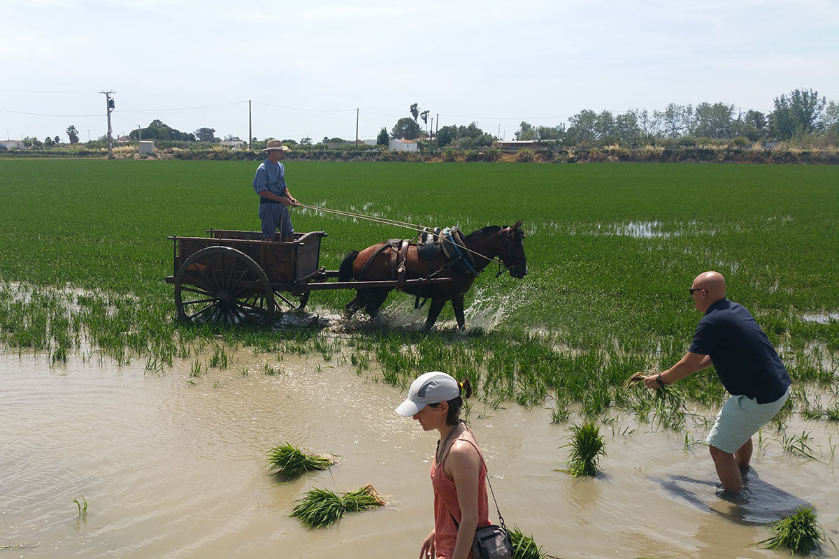 Arrossars Delta de l'Ebre.