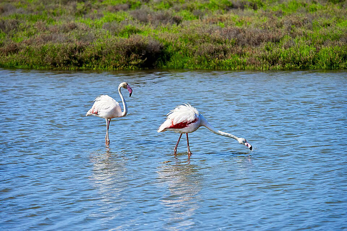 Flamencs Delta de l'Ebre.